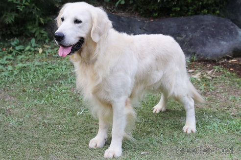 成約済の神奈川県のゴールデンレトリーバー-348337の3枚目